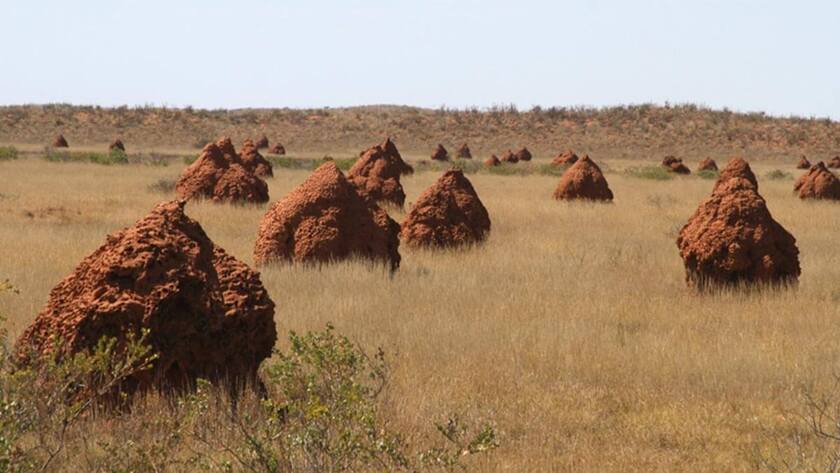 Onslow South East Termite Mounds.jpg